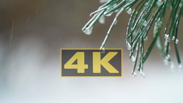 Christmas Tree Against Background Natural Snow Falling With Light Wind in Icicle