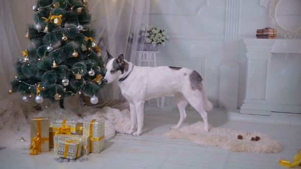 Husky Dog Tasting Christmas Tree. Funny Christmas Situation. alt