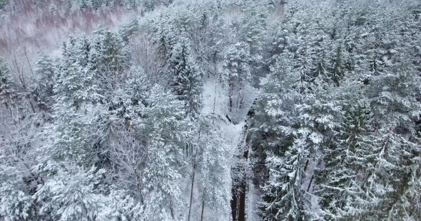 Aerial View Of Snowy Forest At Winter