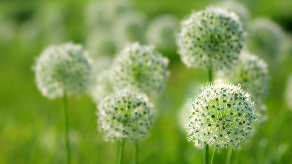 Beautiful White Allium Circular Globe Shaped Flowers Blow in the Wind