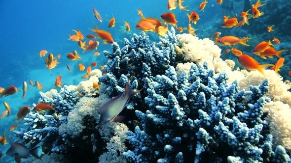 Coral And Fish In The Red Sea, Stock Footage 