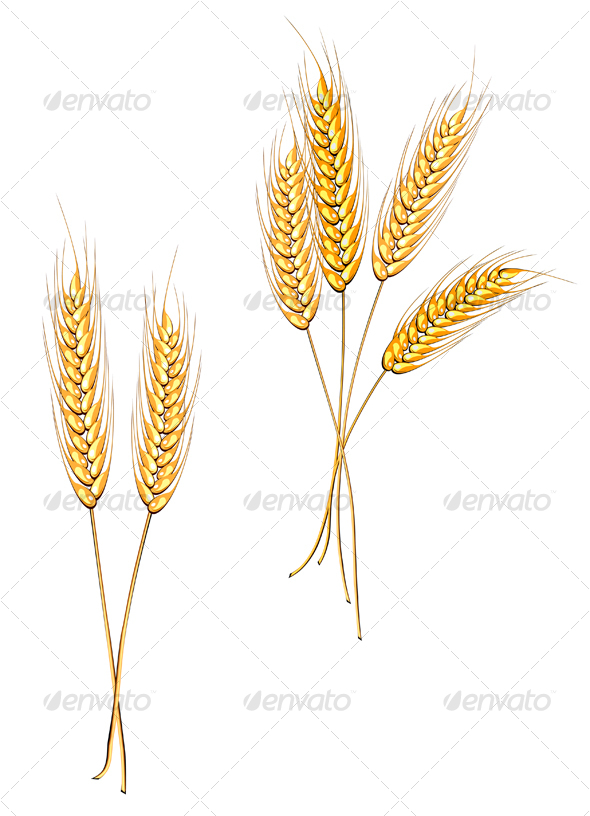 Ripe wheat isolated on white - Nature Conceptual