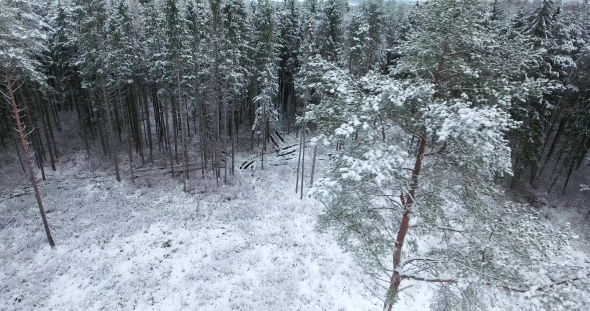 Aerial View Of Snowy Forest At Winter