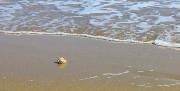 Shell On the Beach