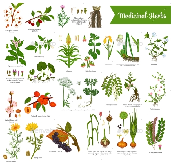 Medical Herbs Isolated with Mortar and Pestle - Flowers & Plants Nature