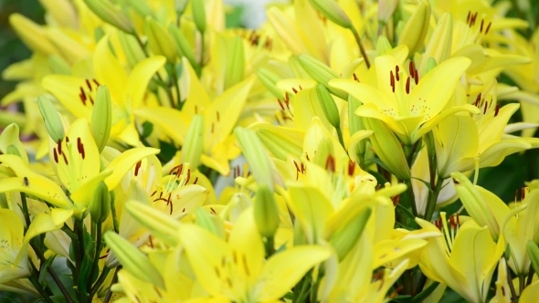 Lots of Yellow Lilies Bloom in Flowerbed