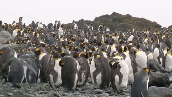 King Penguin (Aptenodytes patagonicus) colony packed together on coastline of Macquarie Island, Ross alt