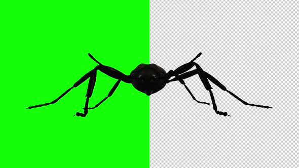 Black Ant - Crawling Loop - Front View - Transparent and Green Screen alt
