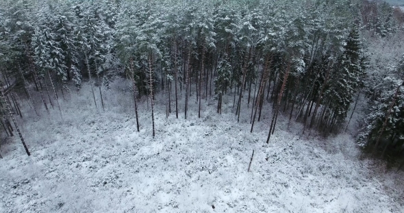 Aerial View of Snowy Forest at Winter