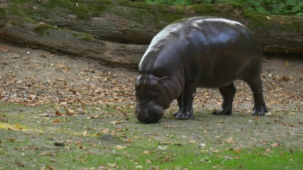 Big Black Hippo Grazing on a Green Meadow