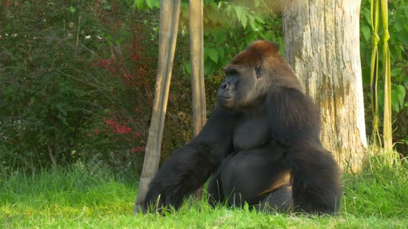 Large Black Gorilla Sitting on Green Grass
