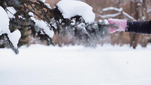Hand Shaking Snow From Fir Branch in Winter Forest alt