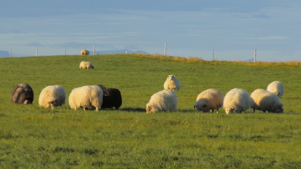 Flock of Black, Grey and White Sheep Is Feeding on Bright Green Field in Fall in Iceland
