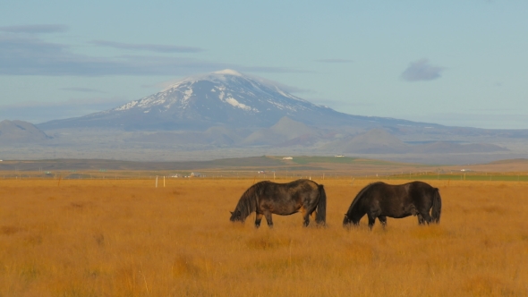 Two Dark Icelandic Horses Are Feeding on a Field, Famous Volcano Hekla Is on Background