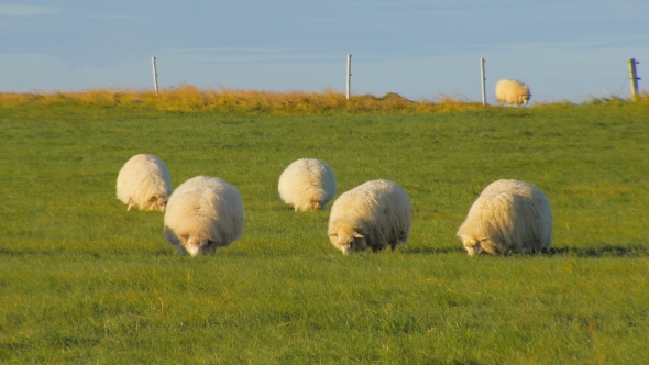 Round White Sheeps Are Feeding on Bright Green Field in Fall in Iceland, Evening Sun Is Shining