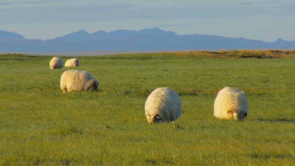 Fluffy White Sheeps Are Feeding on Bright Green Field, Silhouette of Big Hills Are on Background