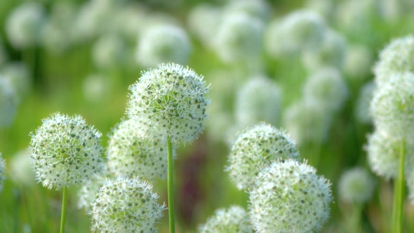 Beautiful White Allium Circular Globe Shaped Flowers Blow in the Wind alt
