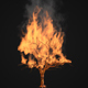 Tree In Fire - VideoHive Item for Sale