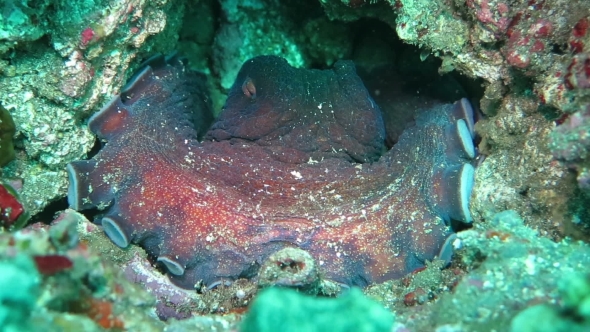 Octopus in a Sea Near the Shores Indonesia., Stock Footage | VideoHive
