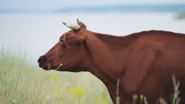 Cows Graze in the Meadow and Eating Grass