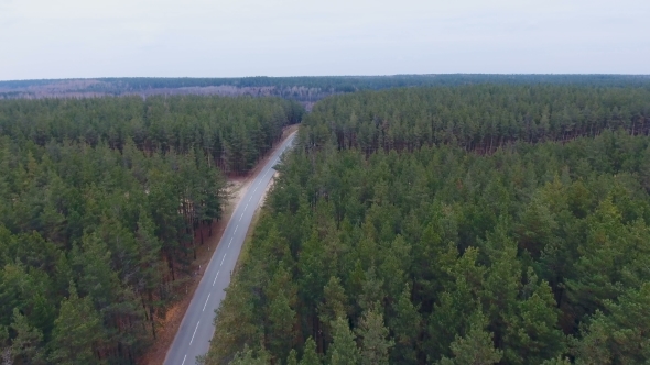 Dense Forest with Swamp and High Voltage Power Lines alt