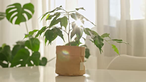 Sun Rays Lighting Through Small Ficus in Kraft Paper Pot