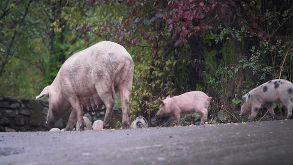 Mother pig with piglets under the rain alt