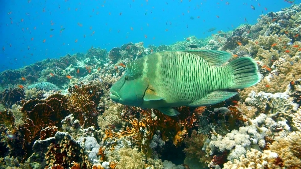 Napoleon Fish on Coral Reef, Underwater Scene, Stock Footage | VideoHive