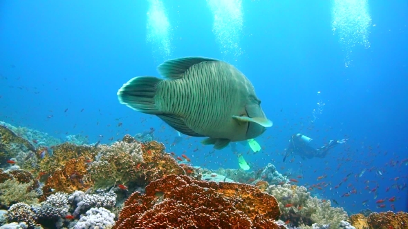 Napoleon Fish on Coral Reef, Underwater Scene alt