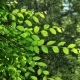 Green Spring Tree in Rainy Weather - VideoHive Item for Sale