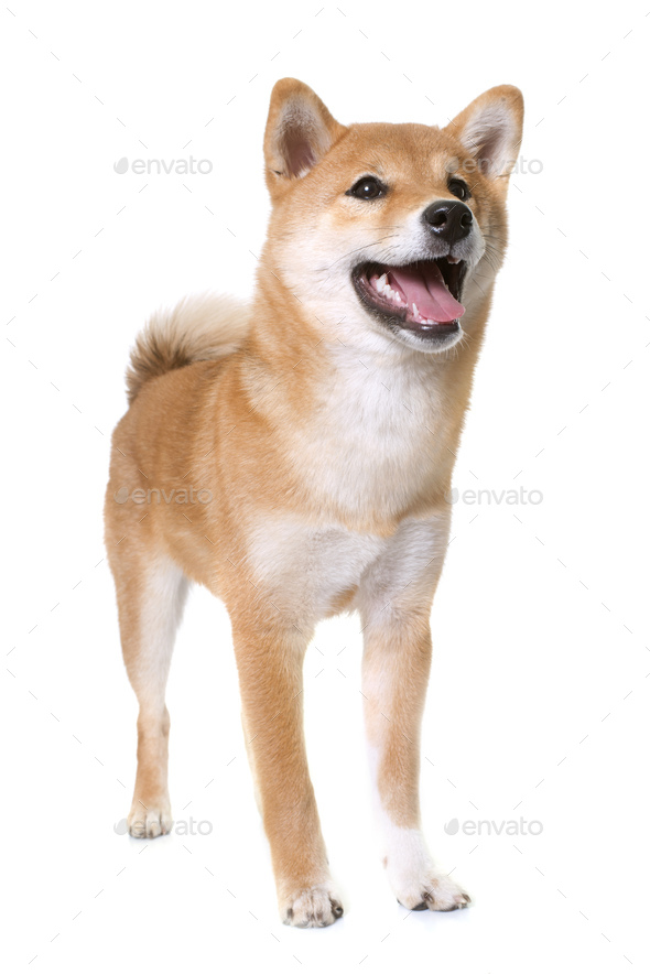 young shiba inu - Stock Photo - Images