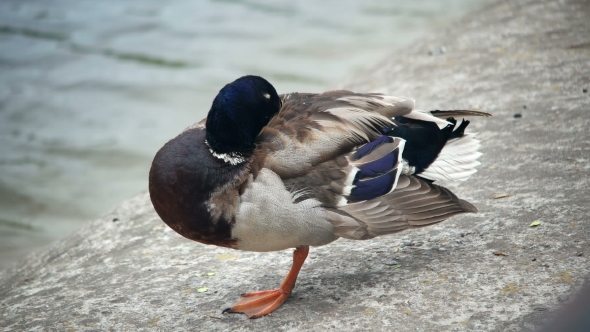 Duck Standing in One Leg Is Freesing alt