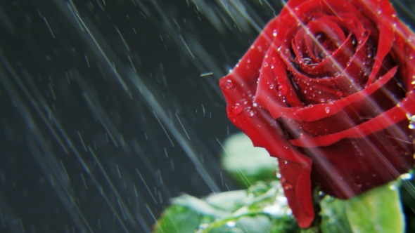 Red Rose Rotating in Heavy Rain alt
