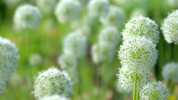 Beautiful White Allium Circular Globe Shaped Flowers Blow in the Wind alt