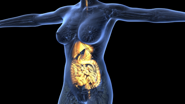 Human Body with Visible Digestive System alt