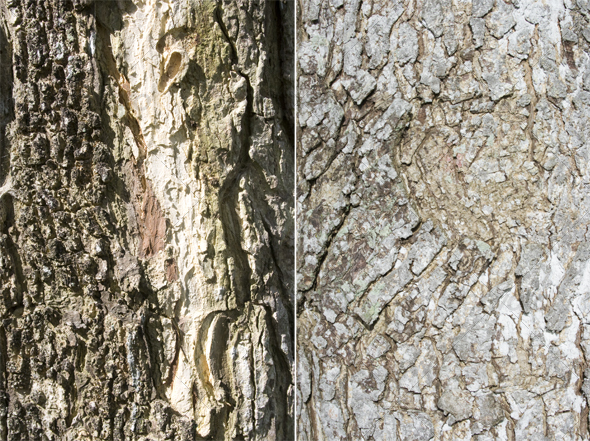 Tree bark