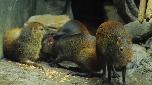 The Female Brazilian Agouti Feeds the Young with Milk alt