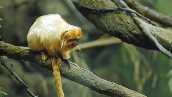 Golden Lion Tamarin. He Is Sitting on a Tree Branch. Leontopithecus Rosalia alt