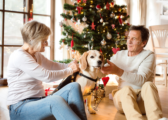 Senior couple with dog in front of Christmas tree - Stock Photo - Images
