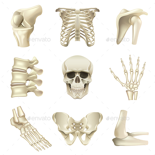 Human Bones Icons Vector Set - Health/Medicine Conceptual