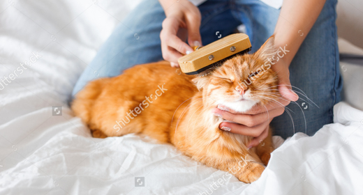 Cute ginger cat at home (Footage)