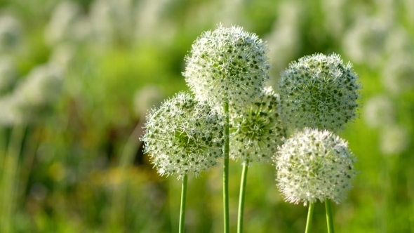 Beautiful White Allium Circular Globe Shaped Flowers Blow in the Wind