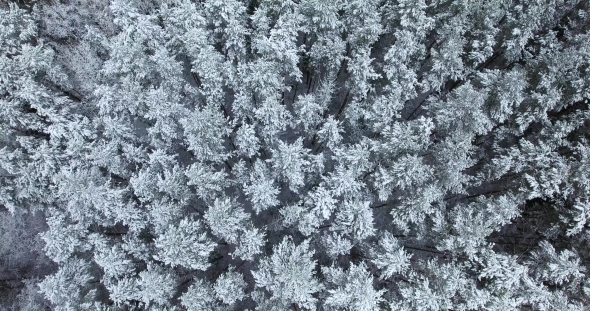 Aerial View of Snowy Forest at Winter