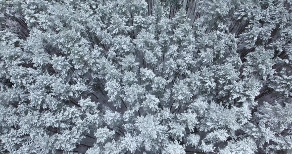 Aerial View of Snowy Forest at Winter