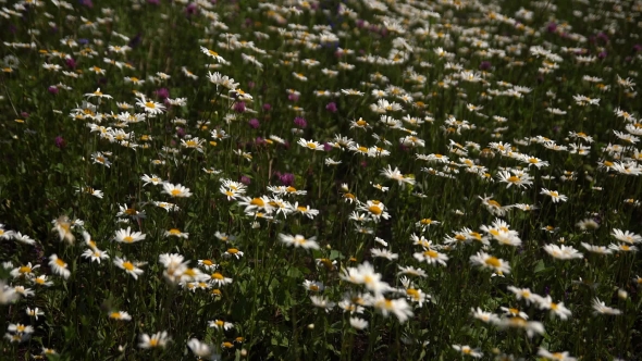 Medical Daisies Panning - Camomile Flowers in the Breeze. alt