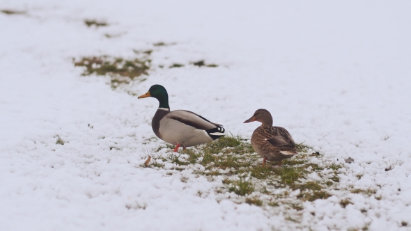 Two Ducks in the Winter on Snow. alt