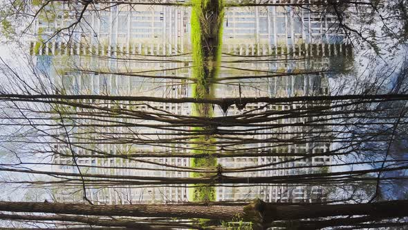 Path in the Forest in Spring Begins Trees and Bushes Stand in Water a Sunny Day Patches of Light and alt