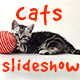 Cats Slideshow - VideoHive Item for Sale
