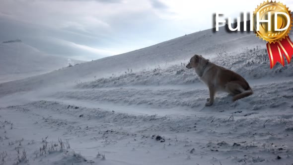 Golden Retriever Dog Sitting in Snow in