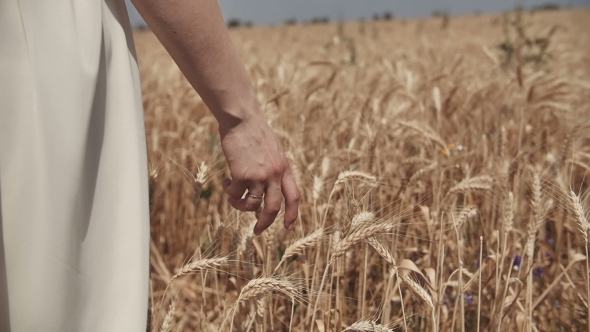 Woman's Hand Walking Through Wheat Field. Good Harvest Concept.
